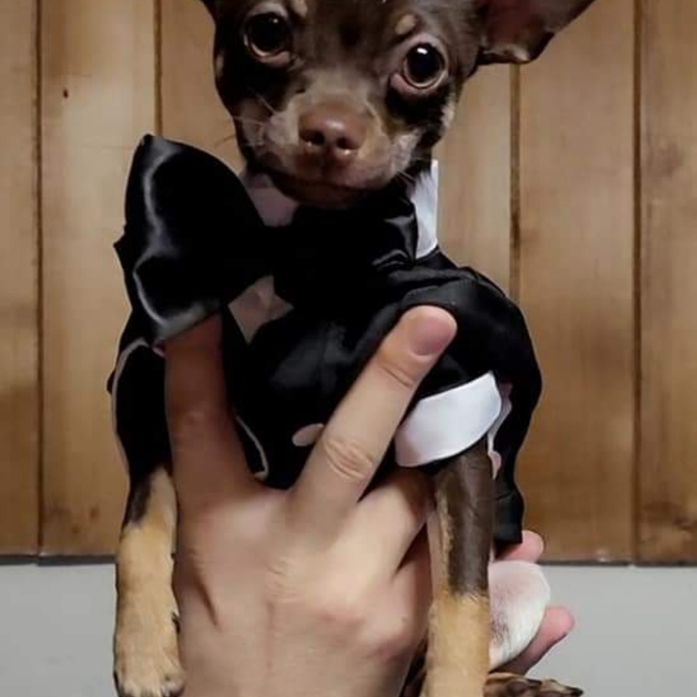 Dog Tuxedo with Bow
